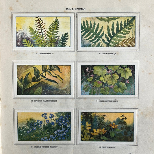 6 Verkade plaatjes Zeewateraquarium en terrarium 1930 (91-96)