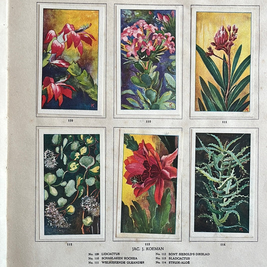 6 Verkade-Bilder Zimmerpflanzen 1928 (109-114)