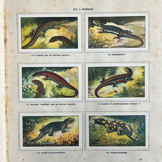 6 Verkade plaatjes Zeewateraquarium en terrarium 1930 (115-120)