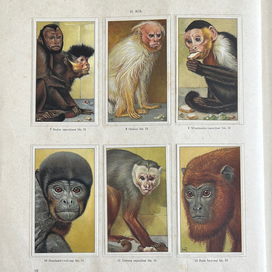 6 Verkade plaatjes Apen en hoefdieren in Artis 1940 (7-12)
