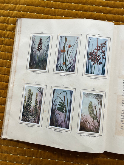 Das Naardermeer Verkade-Bilderalbum 1912