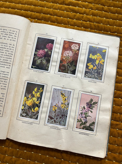 Das Bonte Wei Verkade-Bilderalbum 1911