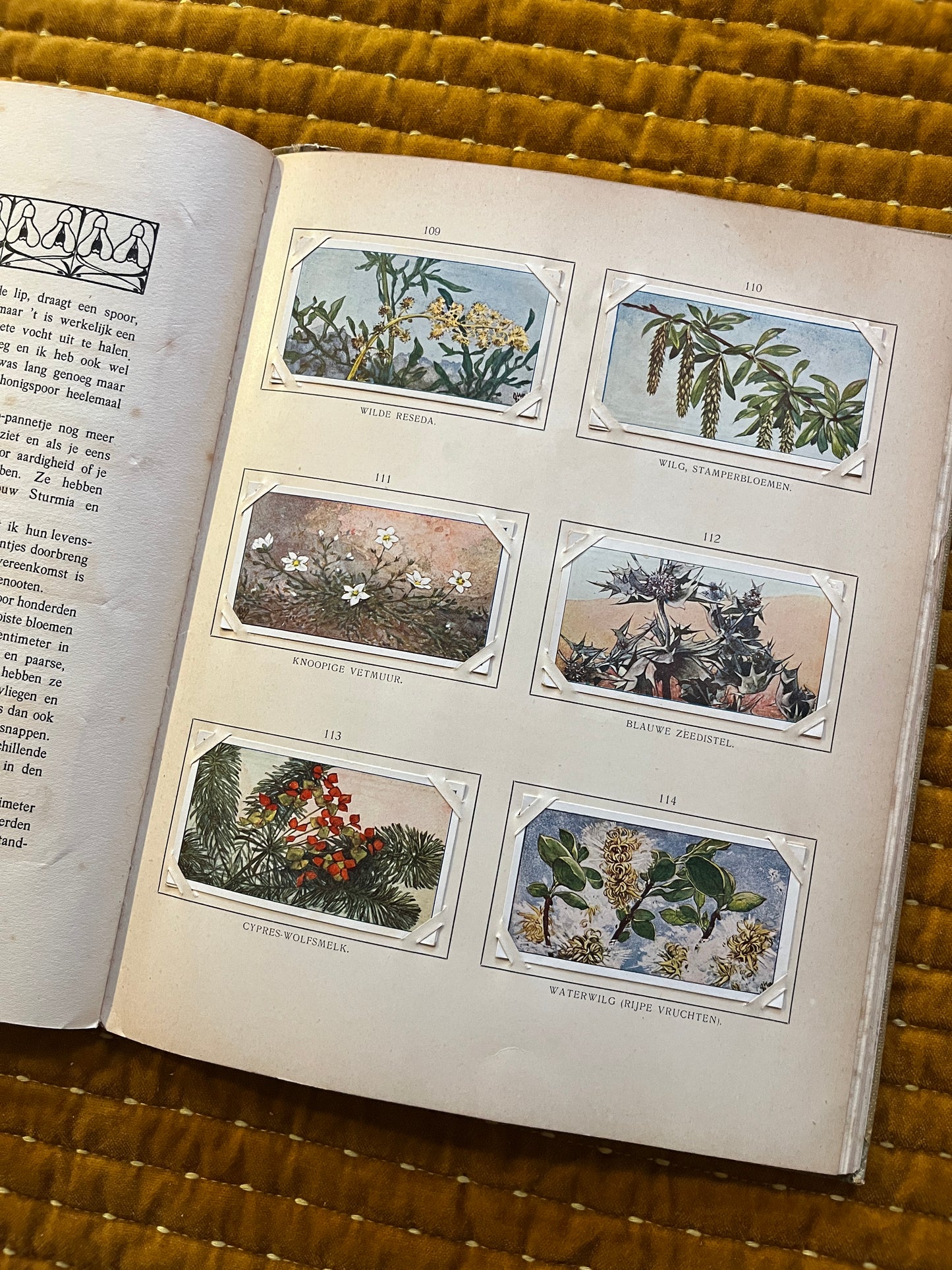 Blonde Duinen Verkade Plaatjesalbum 1910