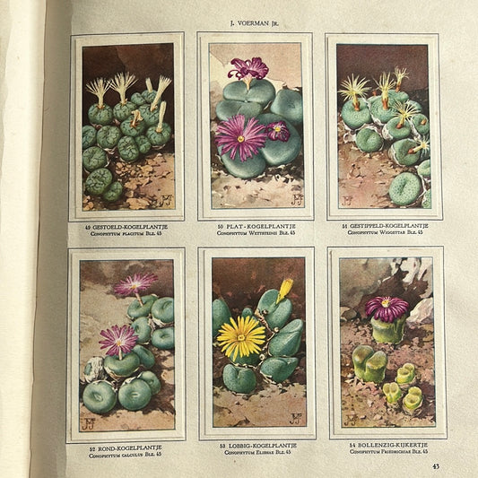 6 Verkade plaatjes Vetplanten 1932 (49-54)