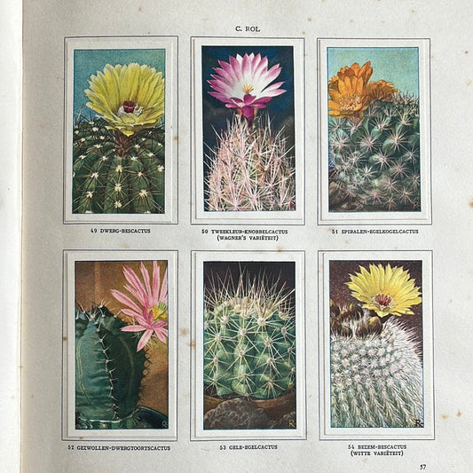 6 Verkade pictures Cacti 1931 (49-54)