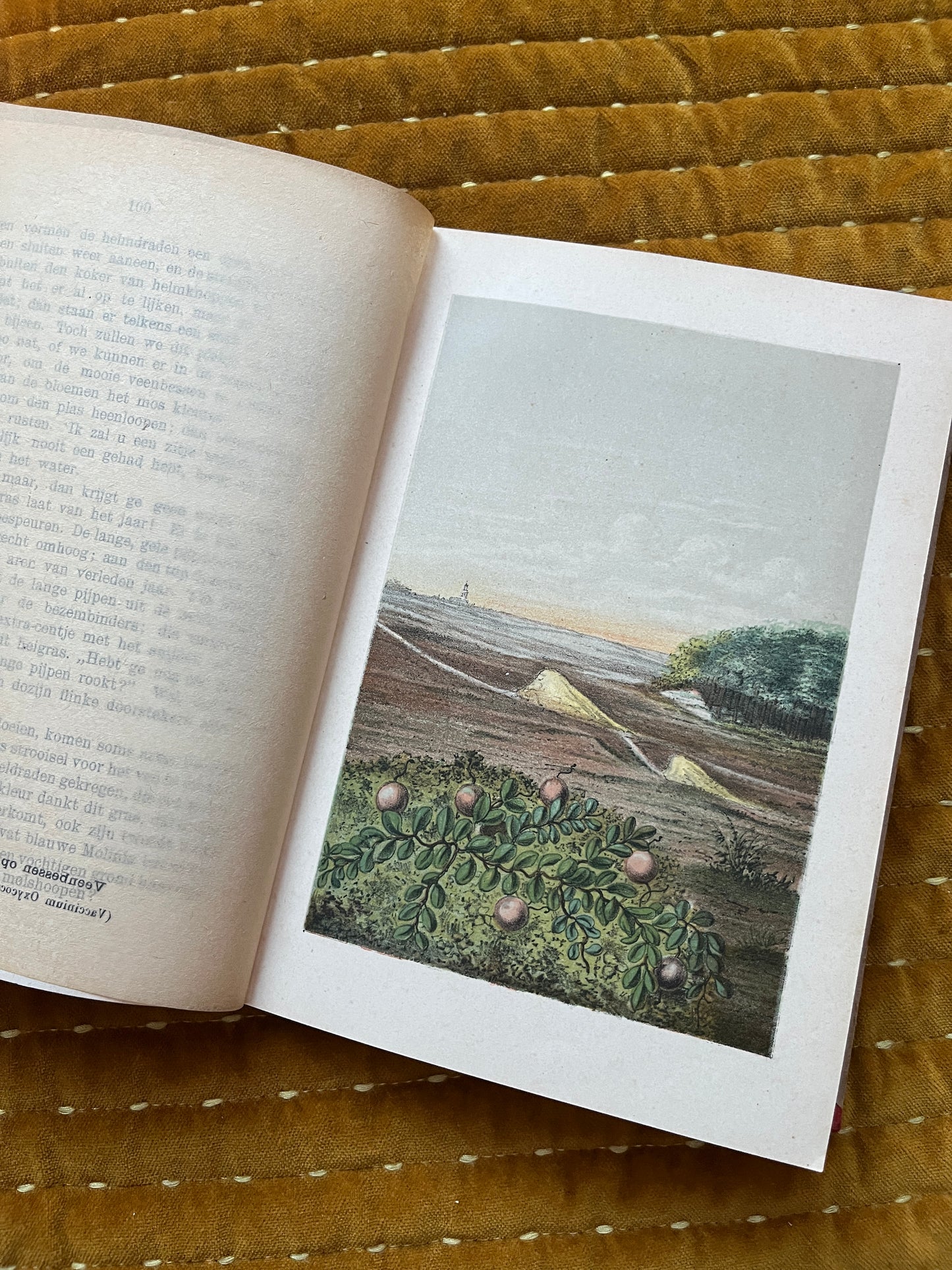 Hei en Dennen (1903)