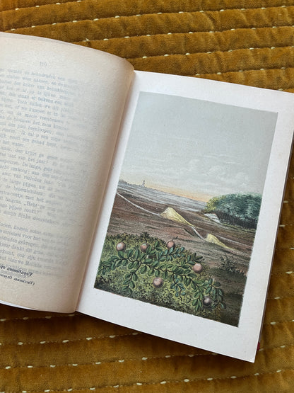 Hei en Dennen (1903)