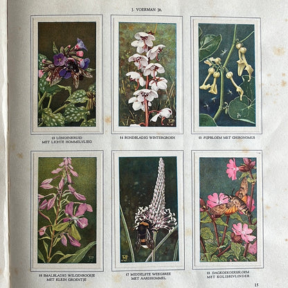 6 Verkade plaatjes De bloemen en haar vrienden 1934 (13-18)
