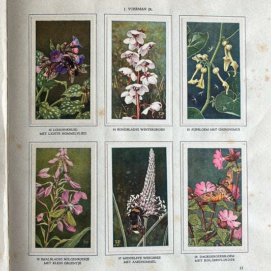 6 Verkade-Bilder Die Blumen und ihre Freunde 1934 (13-18)