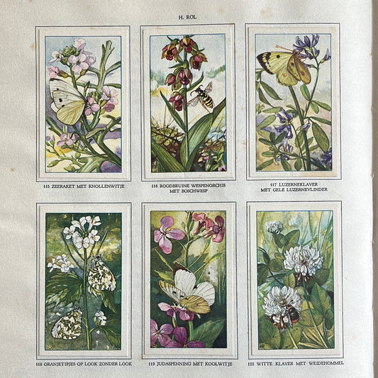 6 Verkade plaatjes De bloemen en haar vrienden 1934 (115-120)