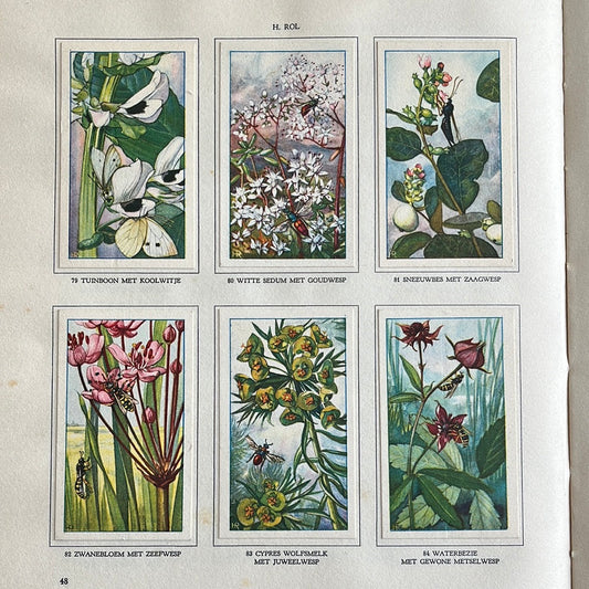6 Verkade-Bilder Die Blumen und ihre Freunde 1934 (79-84)