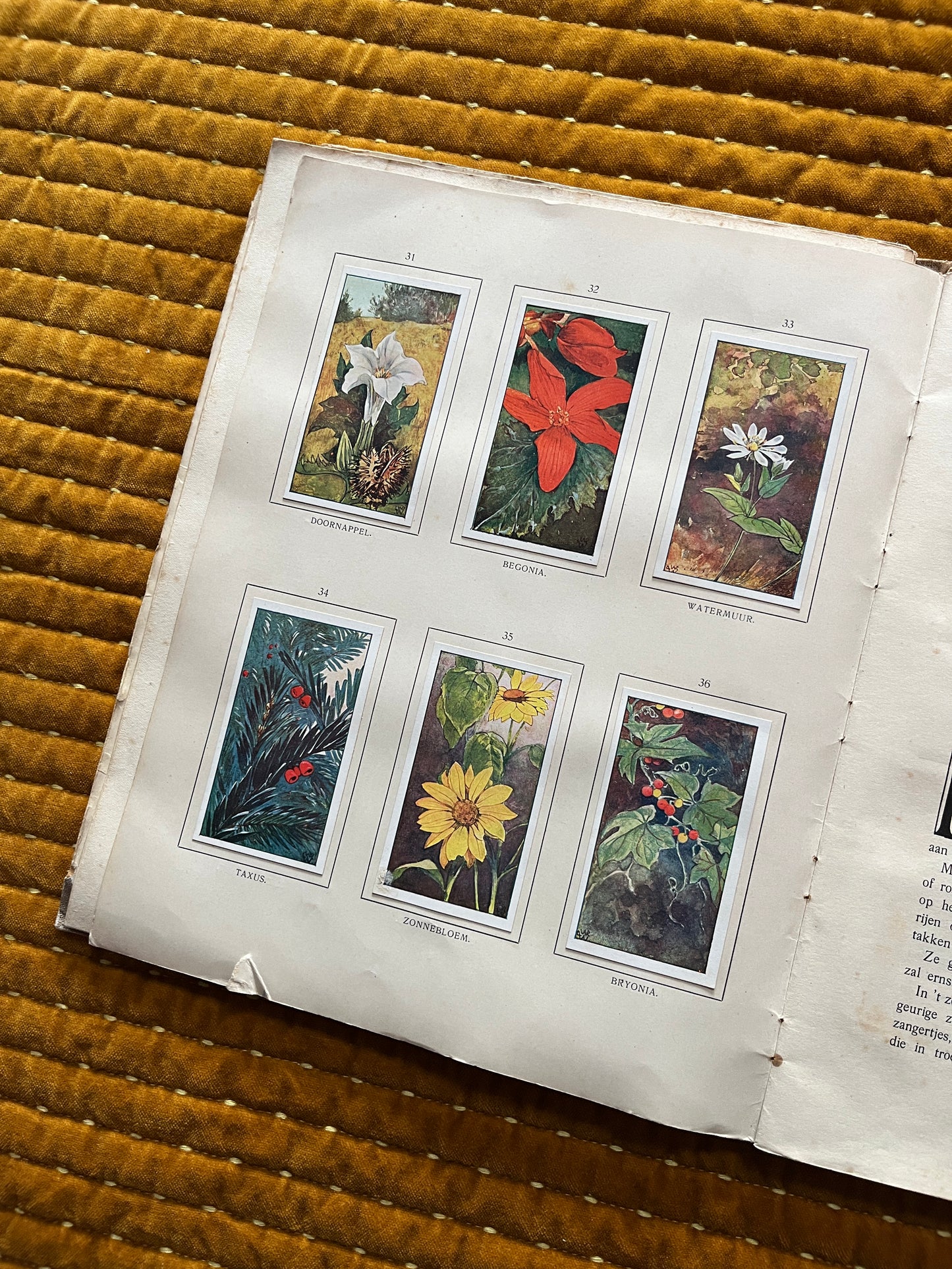 Herfst Verkade Plaatjesalbum 1910