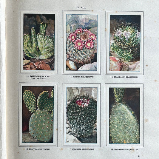 6 Verkade pictures Cacti 1931 (13-18)