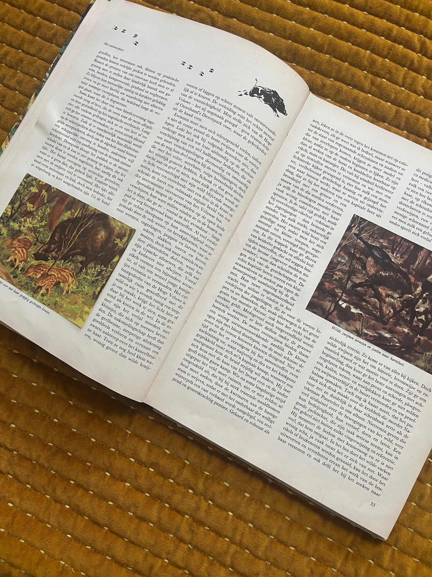 So lebt die Hoge Veluwe – Fotoalbum 1960