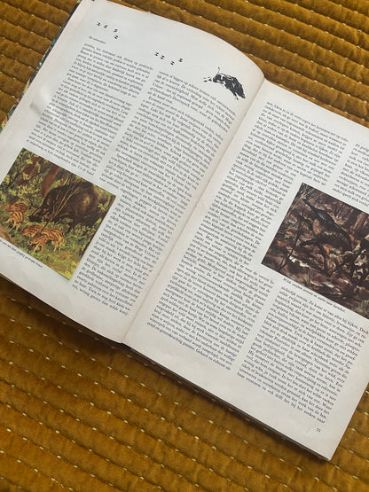 So lebt die Hoge Veluwe – Fotoalbum 1960