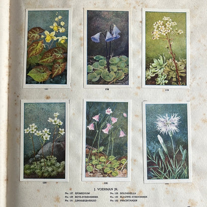 6 Verkade-Bilder Die Blumen in unserem Garten 1926 (127-132)