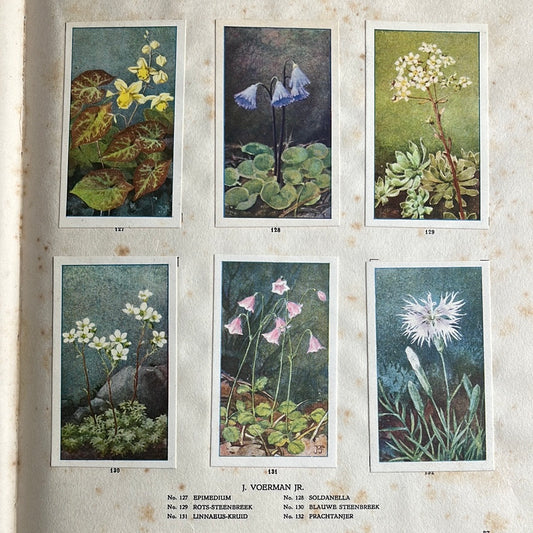 6 Verkade plaatjes De bloemen in onze tuin 1926 (127-132)