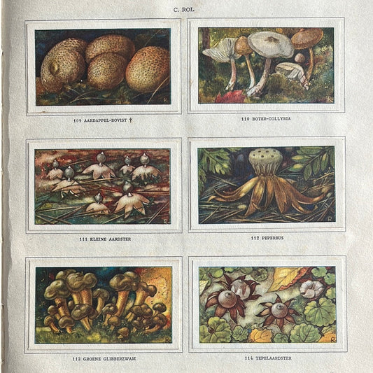 6 Verkade-Bilder Pilze 1929 (109-114)