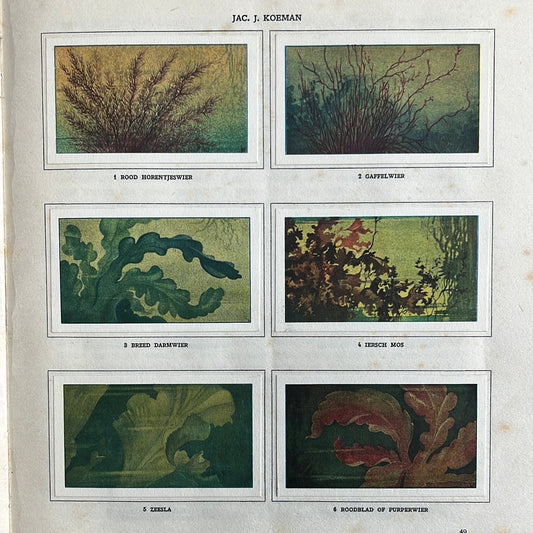 6 Verkade plaatjes Zeewateraquarium en terrarium 1930 (1-6)