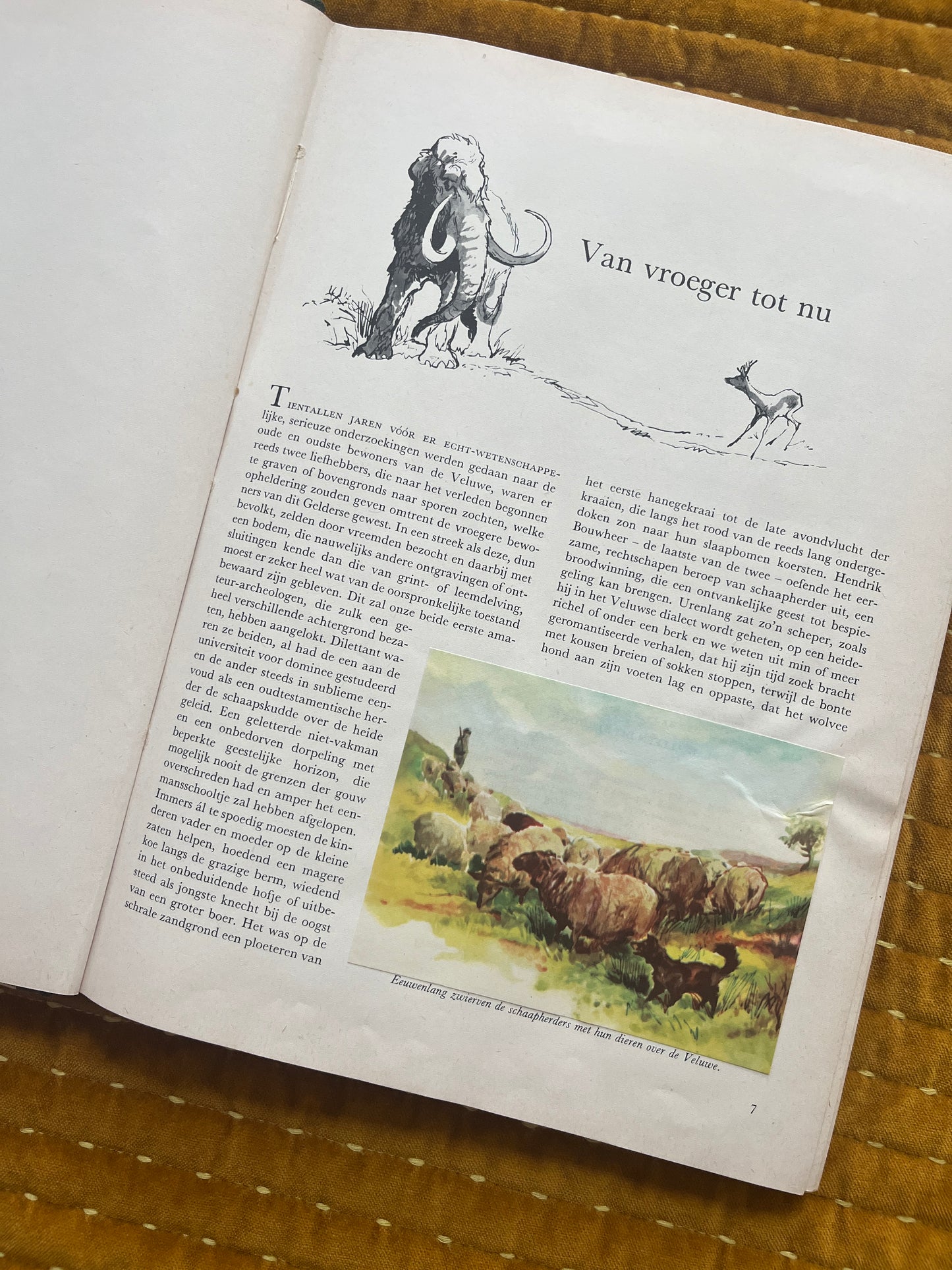 So lebt die Hoge Veluwe – Fotoalbum 1960