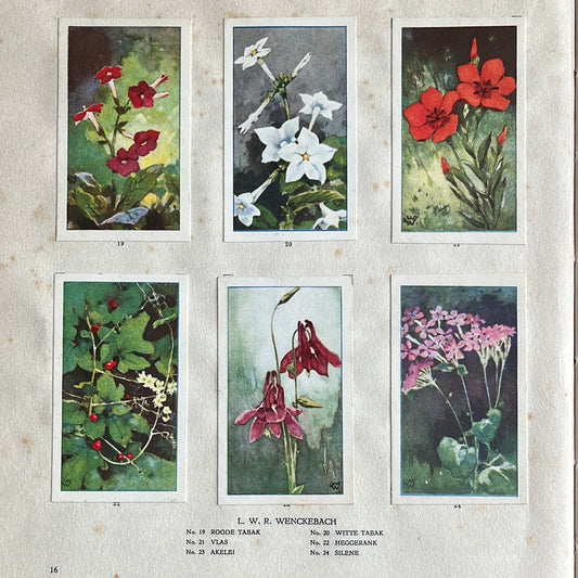 6 Verkade plaatjes De bloemen in onze tuin 1926 (19-24)