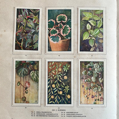 6 Verkade plaatjes Kamerplanten 1928 (79-84)