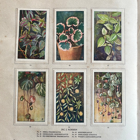 6 Verkade plaatjes Kamerplanten 1928 (79-84)