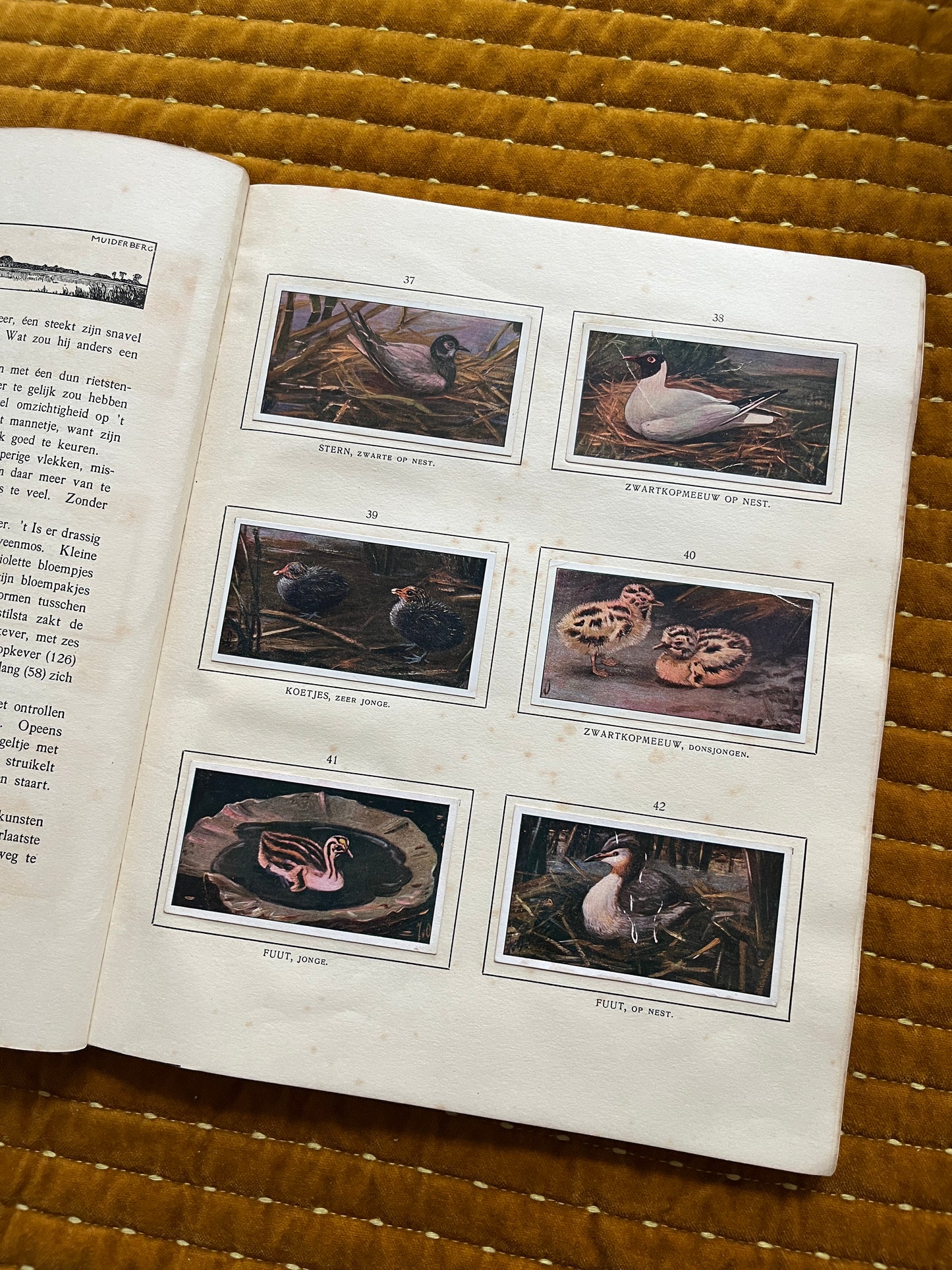 Das Naardermeer Verkade-Bilderalbum 1912