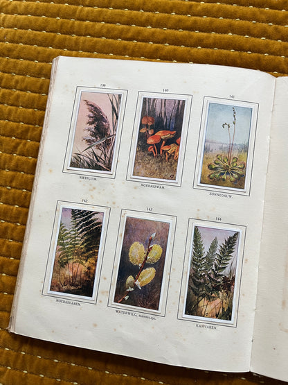 Das Naardermeer Verkade-Bilderalbum 1912