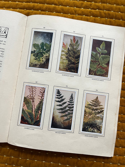 Bosch en Heide Verkade Plaatjesalbum 1913