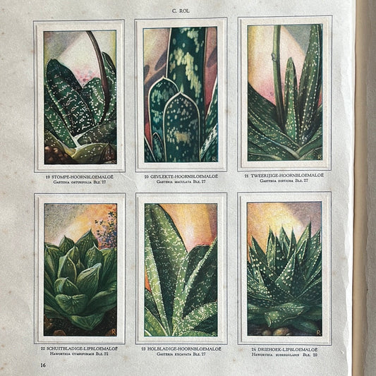 6 Verkade plaatjes Vetplanten 1932 (19-24)