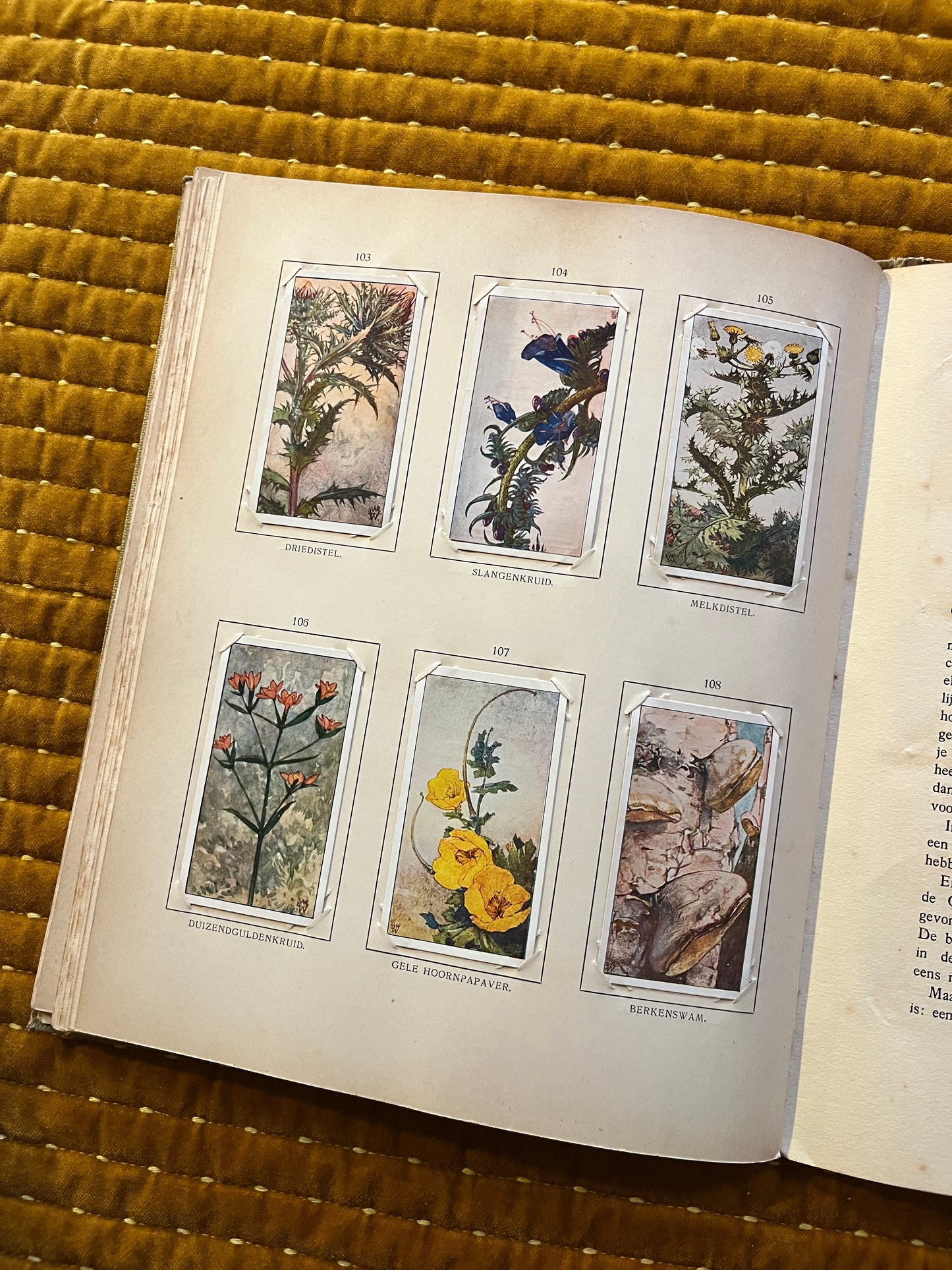 Blonde Duinen Verkade Plaatjesalbum 1910