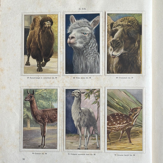 6 Verkade-Bilder Affen und Huftiere in Artis 1940 (67-72)