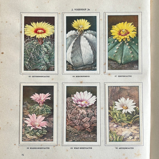 6 Verkade plaatjes Cactussen 1931 (85-90)