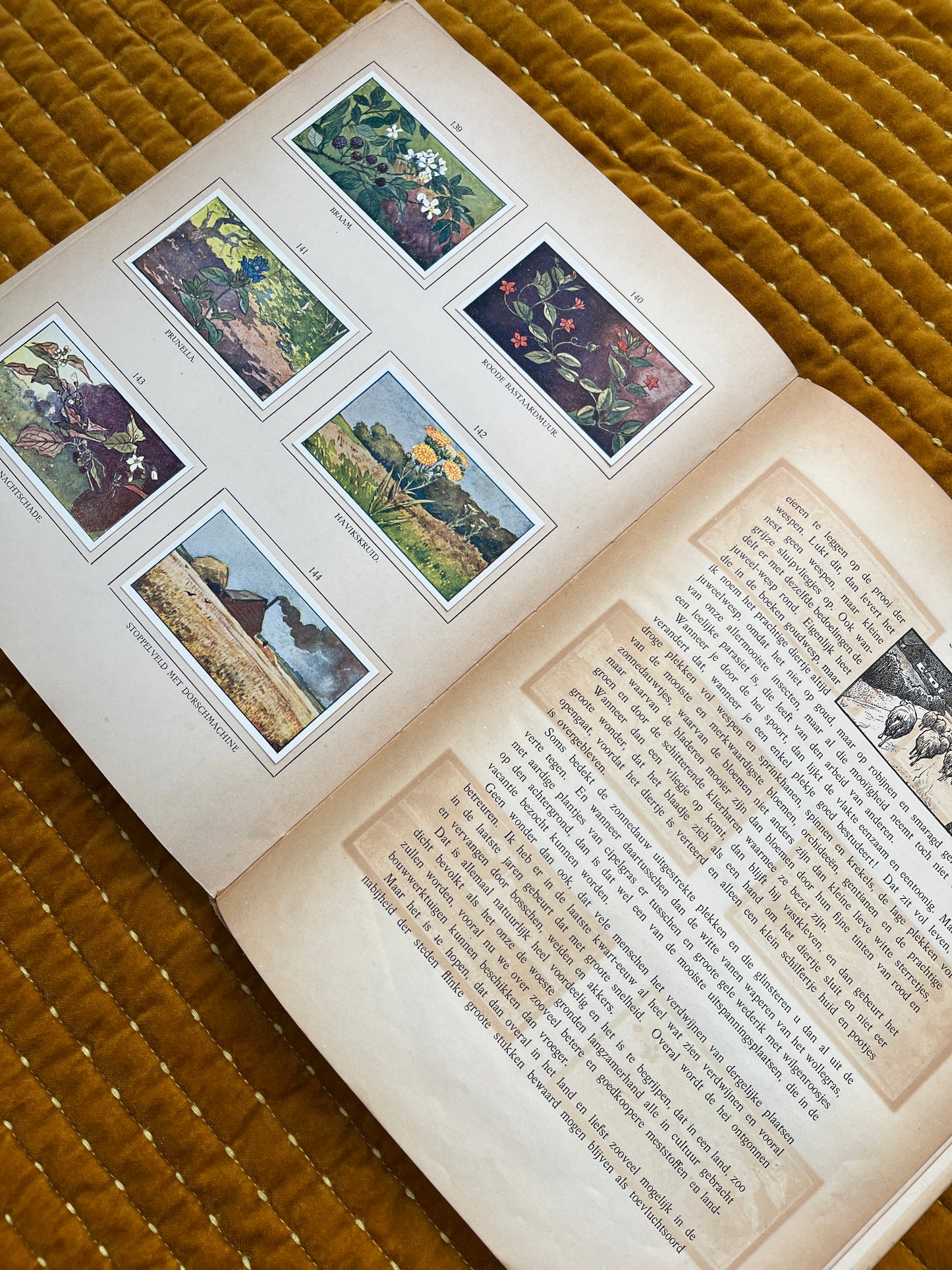 Zomer Verkade Plaatjesalbum 1908 (tweede druk)