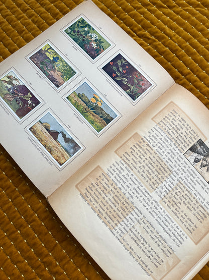 Zomer Verkade Plaatjesalbum 1908 (tweede druk)