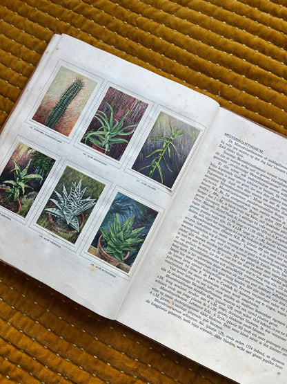 Cactus-Album Plaatjesalbum