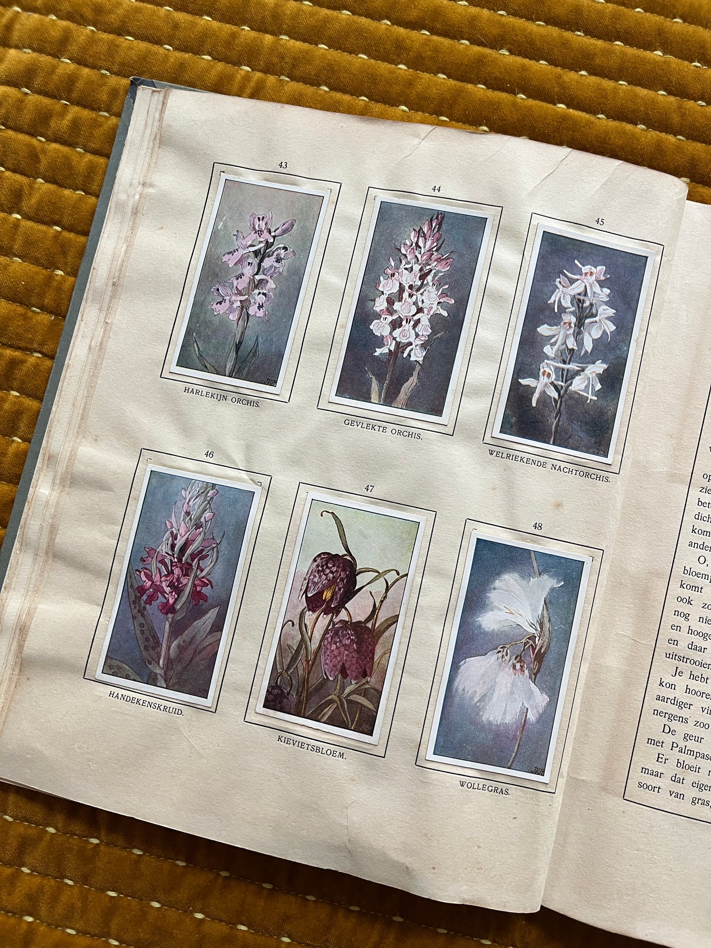 Das Bonte Wei Verkade-Bilderalbum 1911