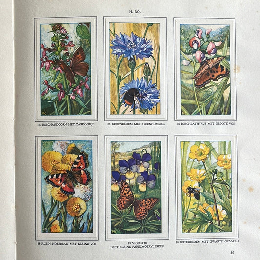 6 Verkade-Bilder Die Blumen und ihre Freunde 1934 (85-90)
