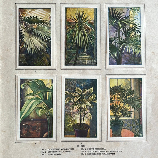 6 Verkade plaatjes Kamerplanten 1928 (1-6)