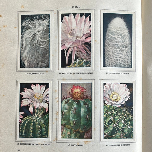 6 Verkade plaatjes Cactussen 1931 (43-48)