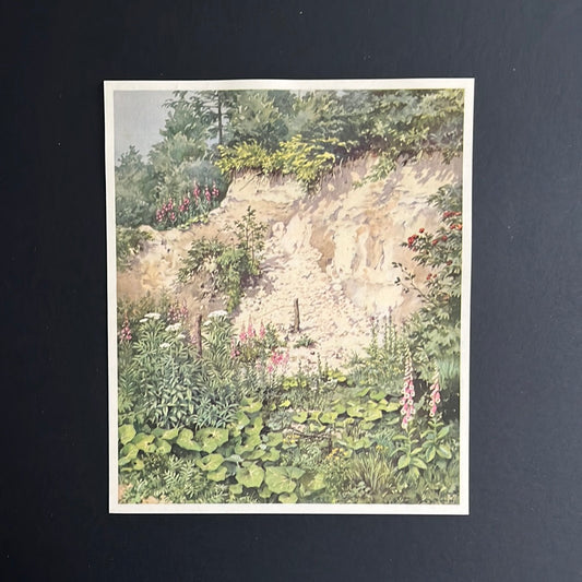 Chalk Rock Upper Bosch. No. 25 (1937)
