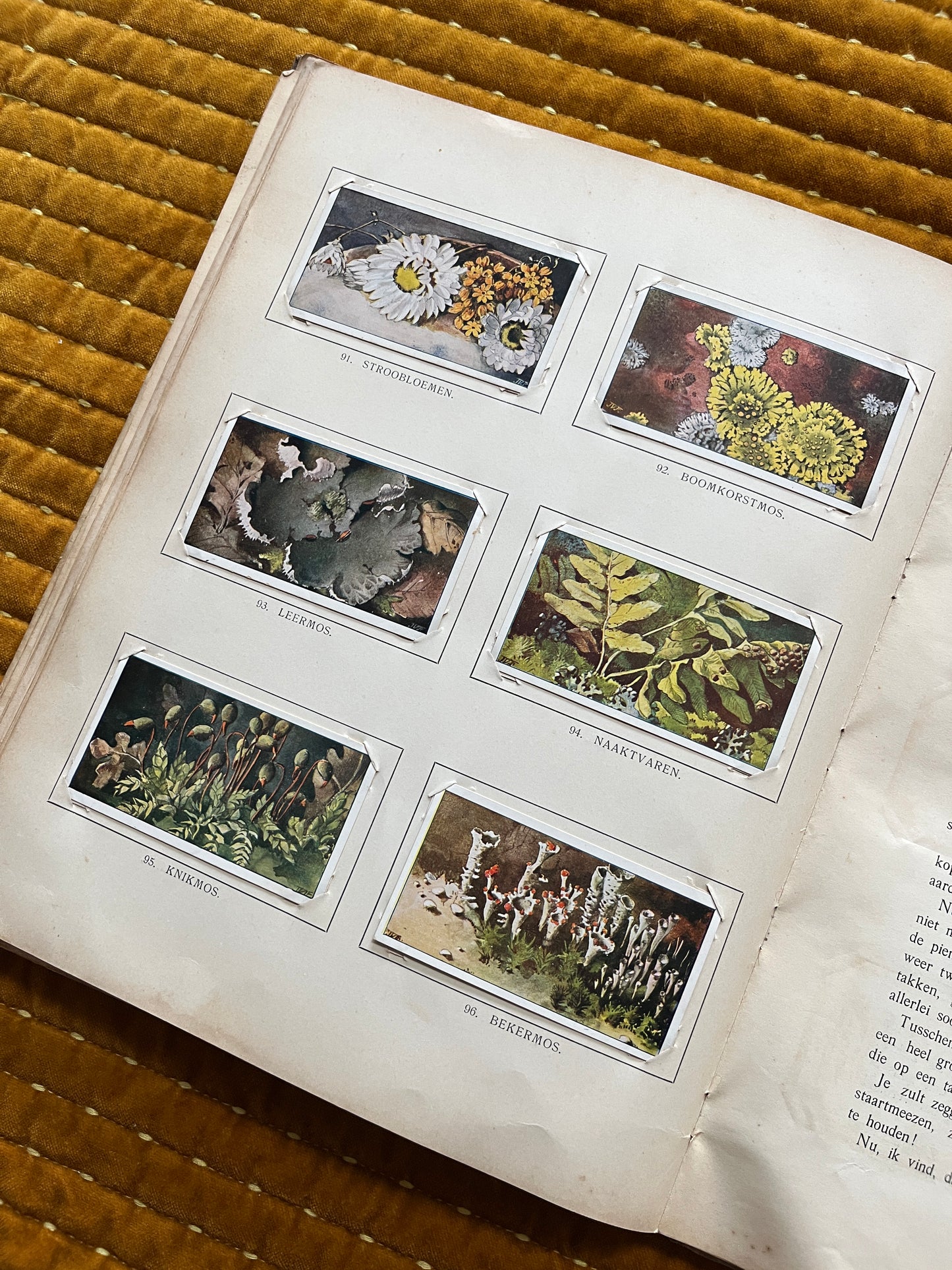 Winter Verkade Plaatjesalbum 1909