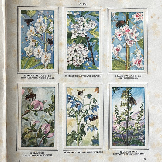 6 Verkade plaatjes De bloemen en haar vrienden 1934 (37-42)