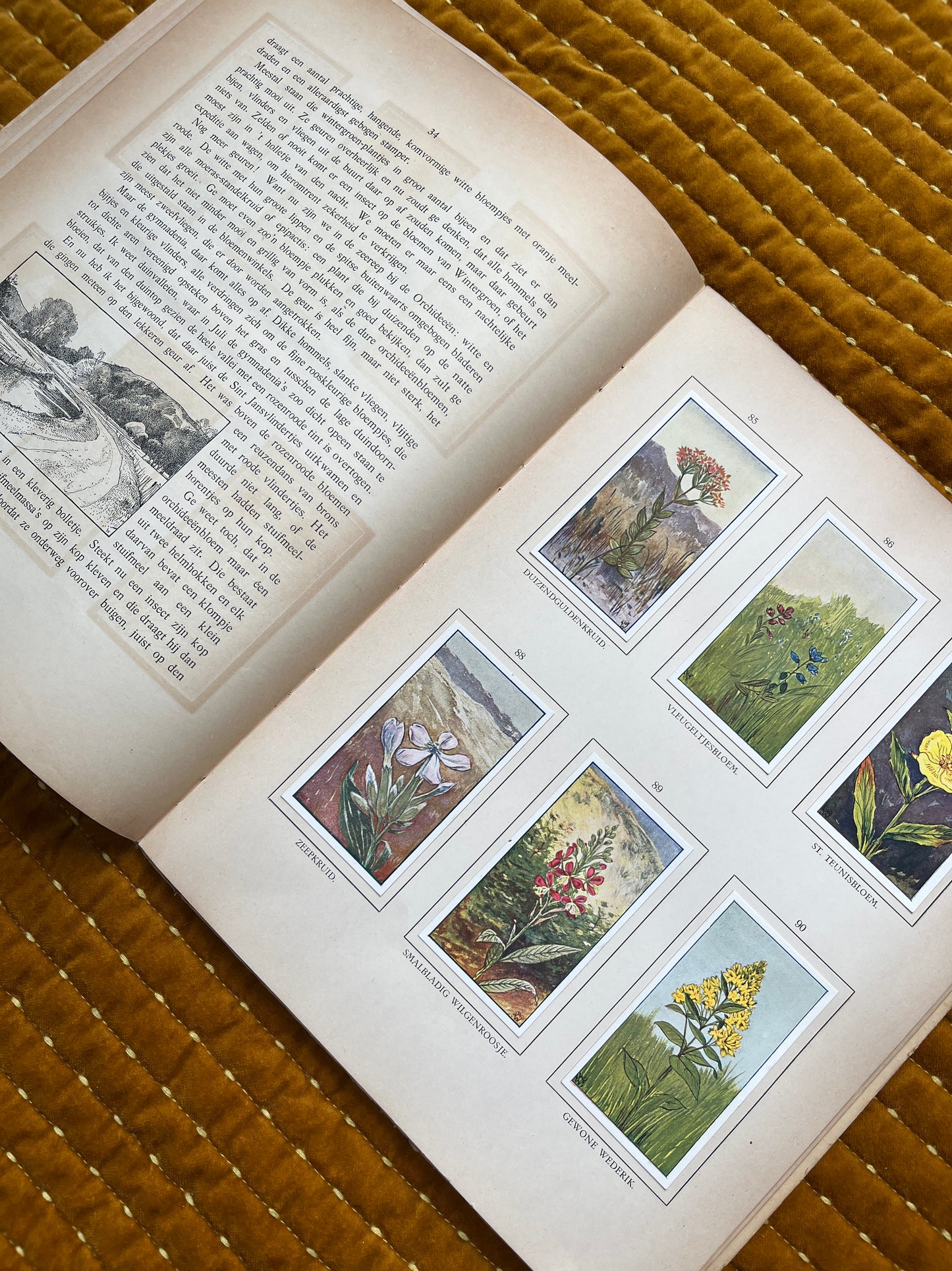 Zomer Verkade Plaatjesalbum 1908 (tweede druk)