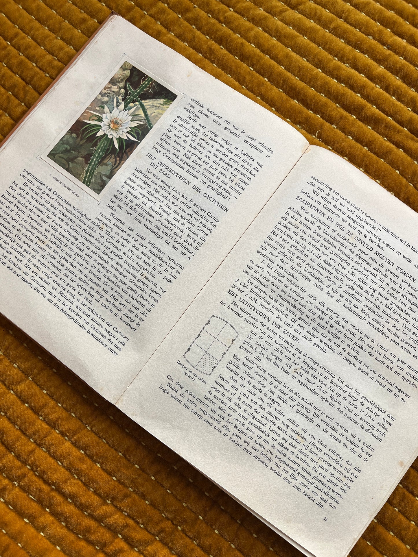 Cactus-Album Plaatjesalbum