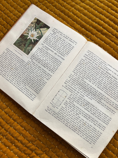 Cactus-Album Plaatjesalbum