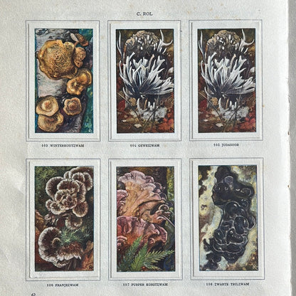 6 Verkade pictures Mushrooms 1929 (103-108)