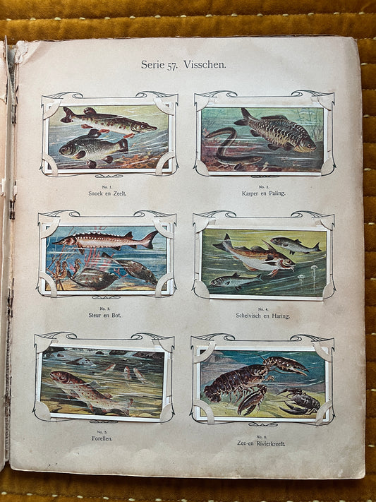 Verkade Plaatjesalbum 3 (1905) losse plaatjes Serie 57 Visschen