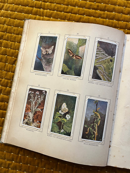 Blonde Duinen Verkade Plaatjesalbum 1910